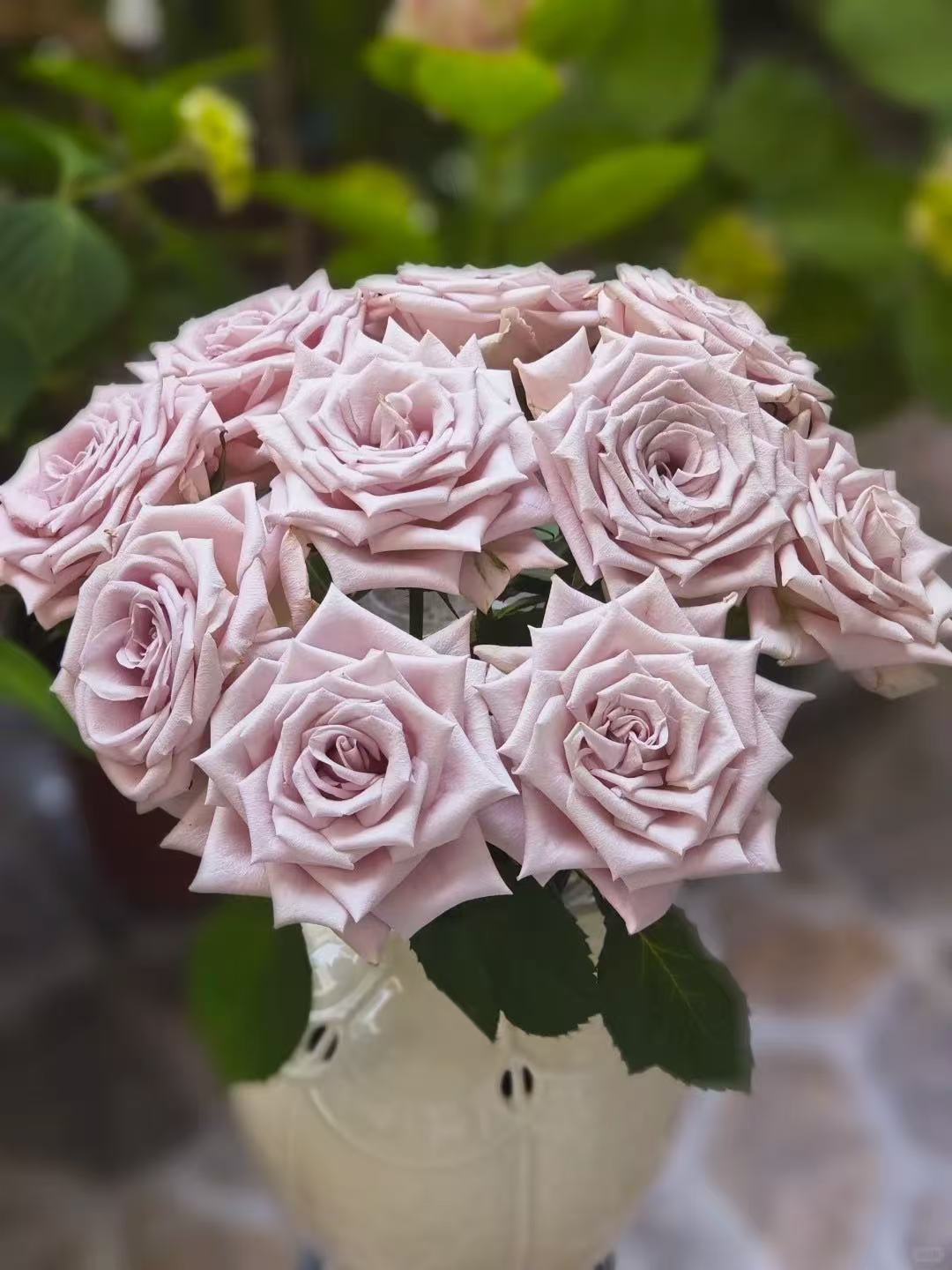 曼塔玫瑰~Manta Rose