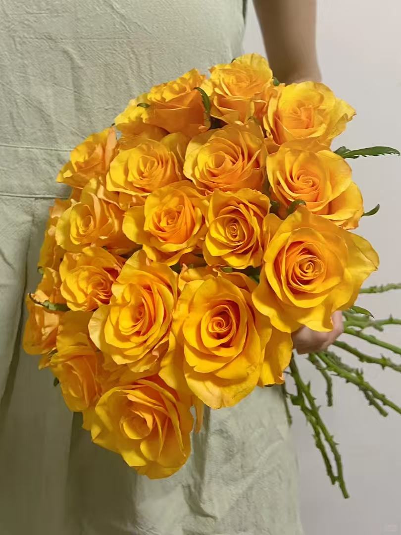 辉煌玫瑰~Refulgence Rose