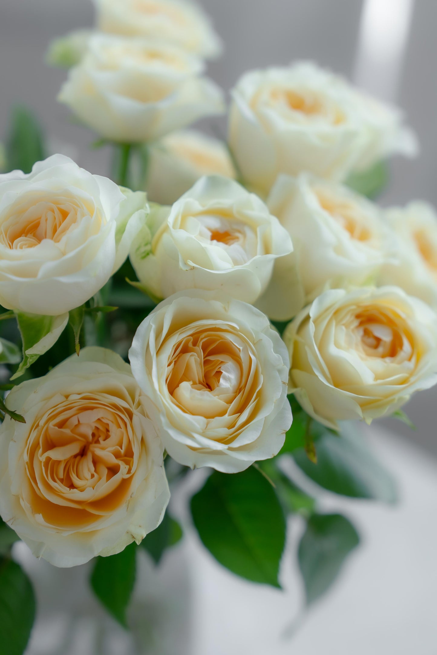 奶油杯玫瑰~Cream Cup Rose