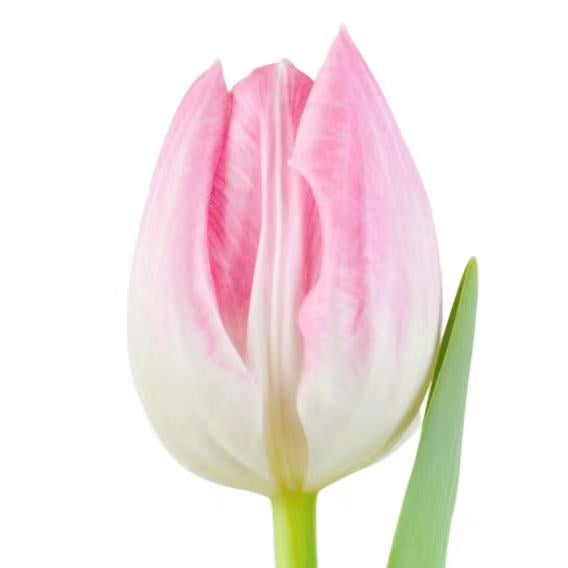 郁金香粉色~Tulip (Pink)