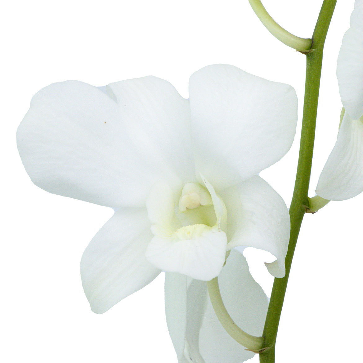 杨兰 ~Orchid
