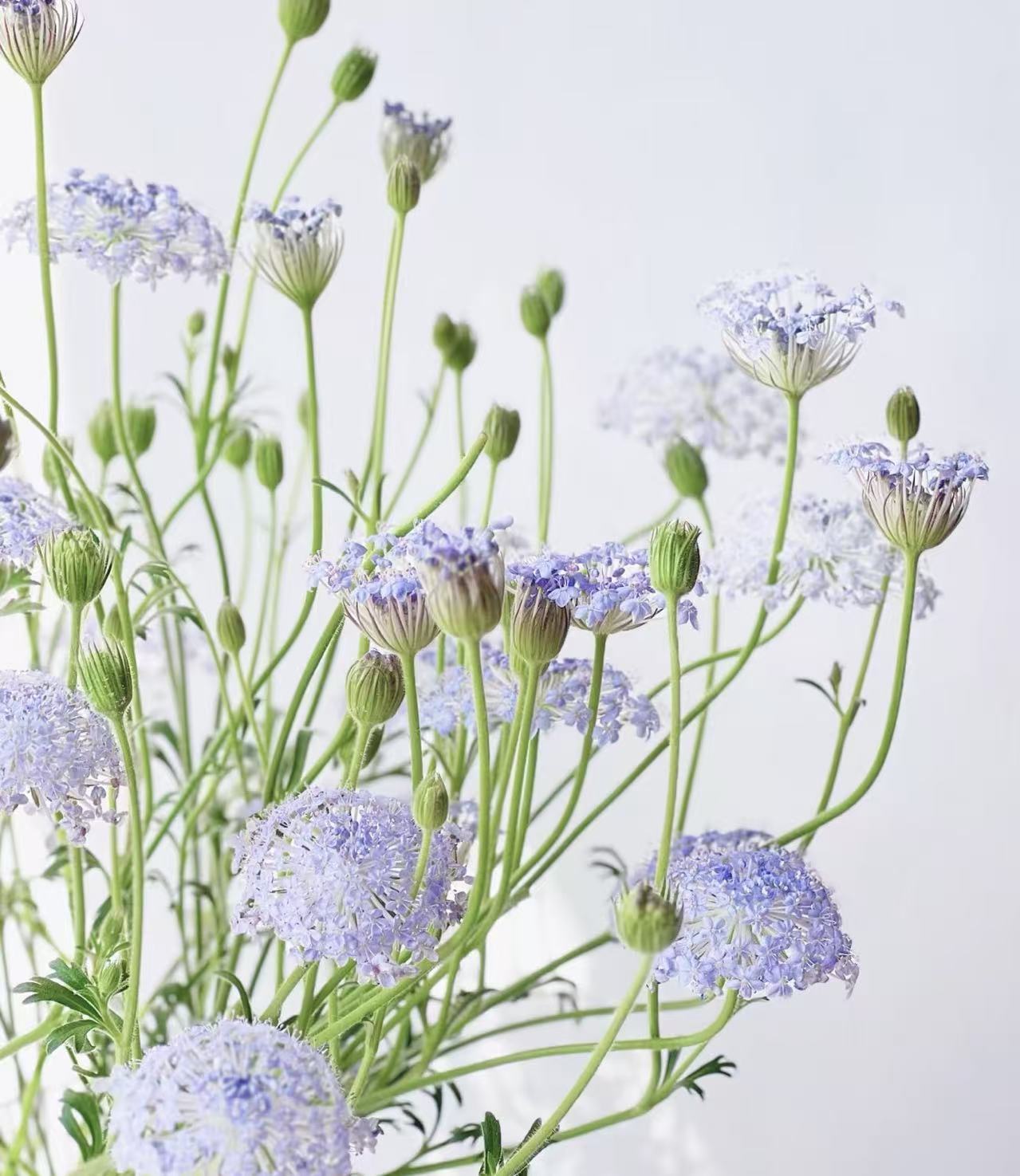 翠珠~Blue Lace Flower