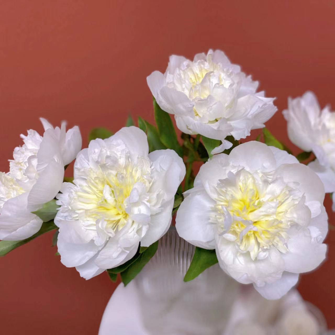 牡丹花白色~Peony White