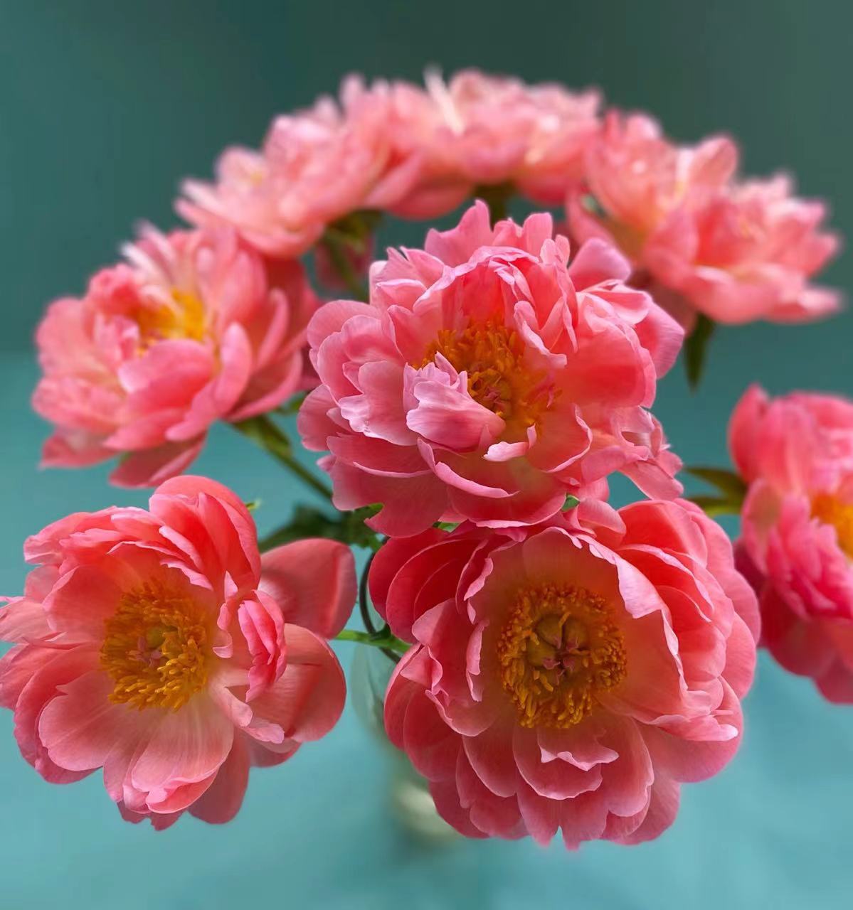 牡丹花 秋色~Peony Autumn colour