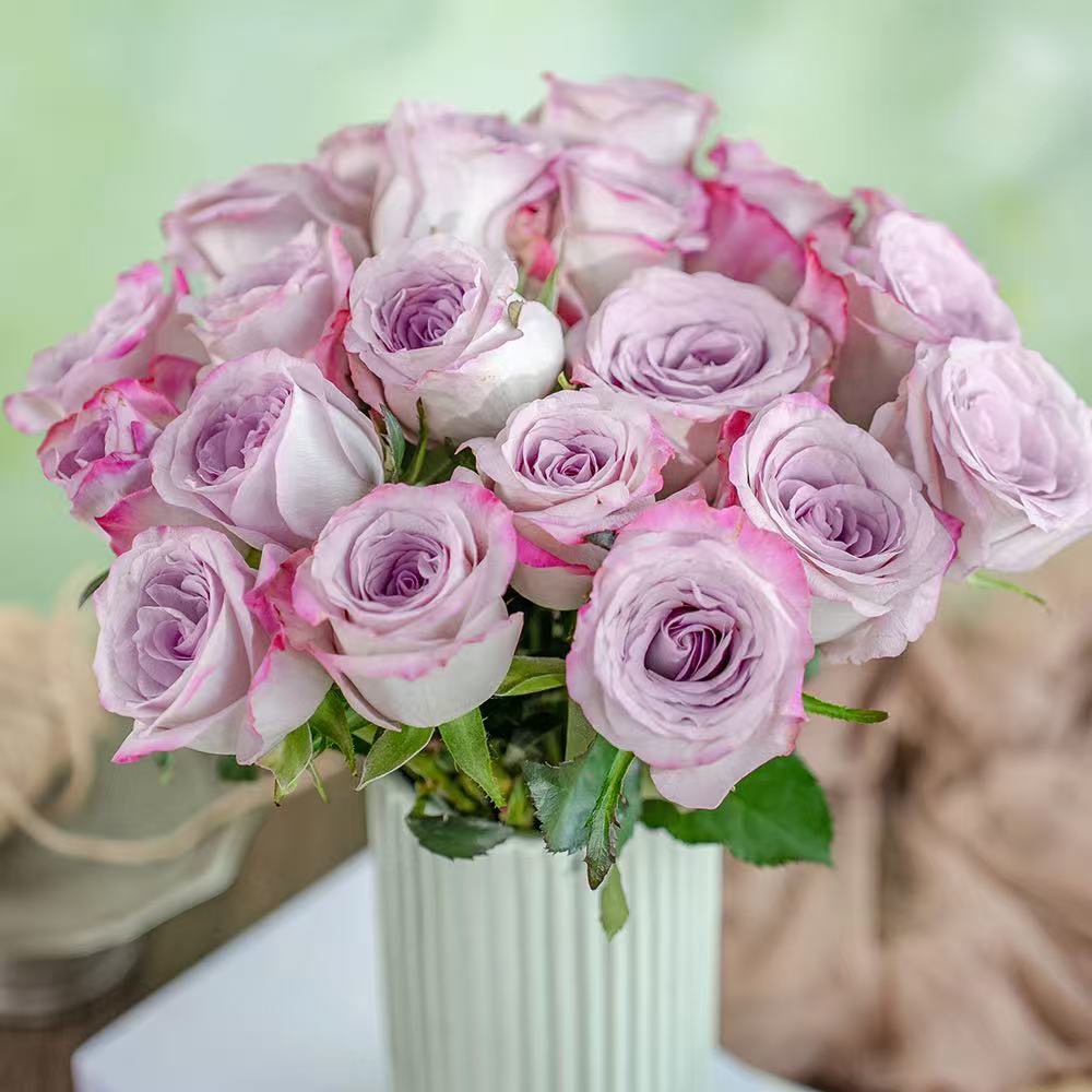 气场玫瑰~Glamorous Rose