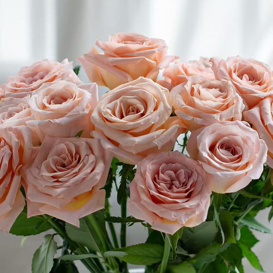 微光玫瑰~Shimmer Rose
