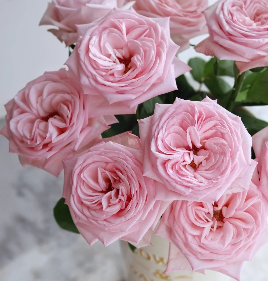 粉荔枝玫瑰~Litchi Pink Rose