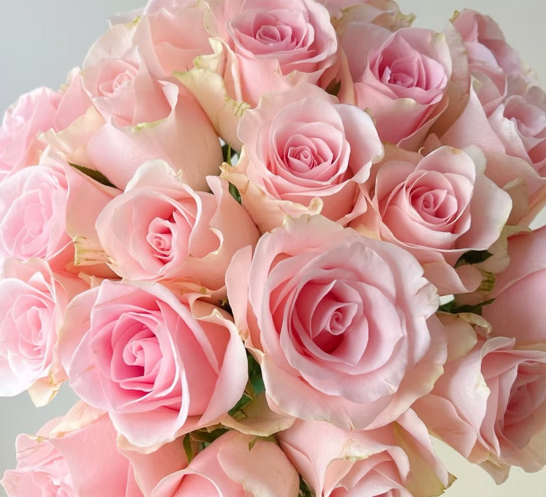 粉爱神玫瑰~Pink God of Love Rose