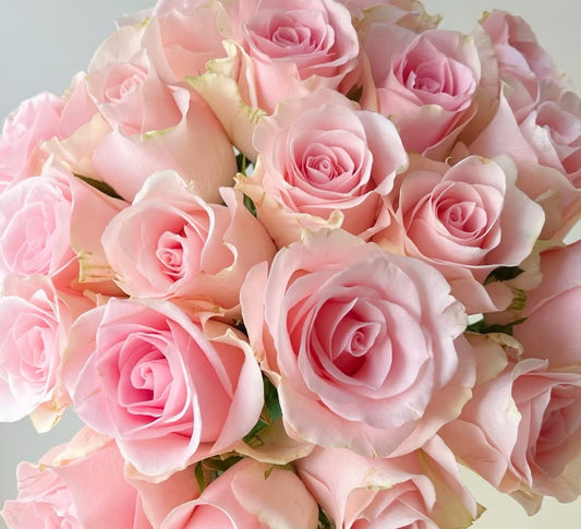 粉爱神玫瑰~Pink God of Love Rose