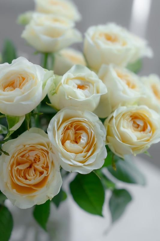 奶油杯玫瑰~Cream Cup Rose