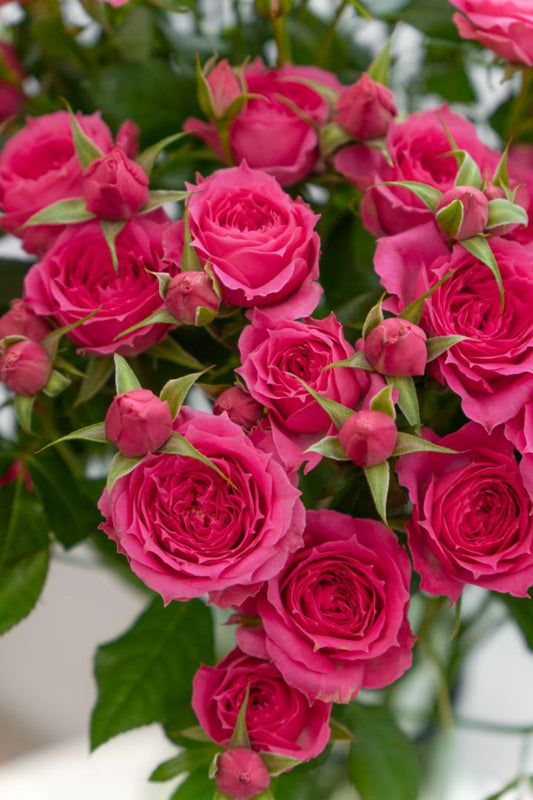 多头玫瑰~Spray Rose