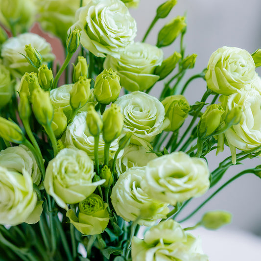 洋桔梗~Eustoma