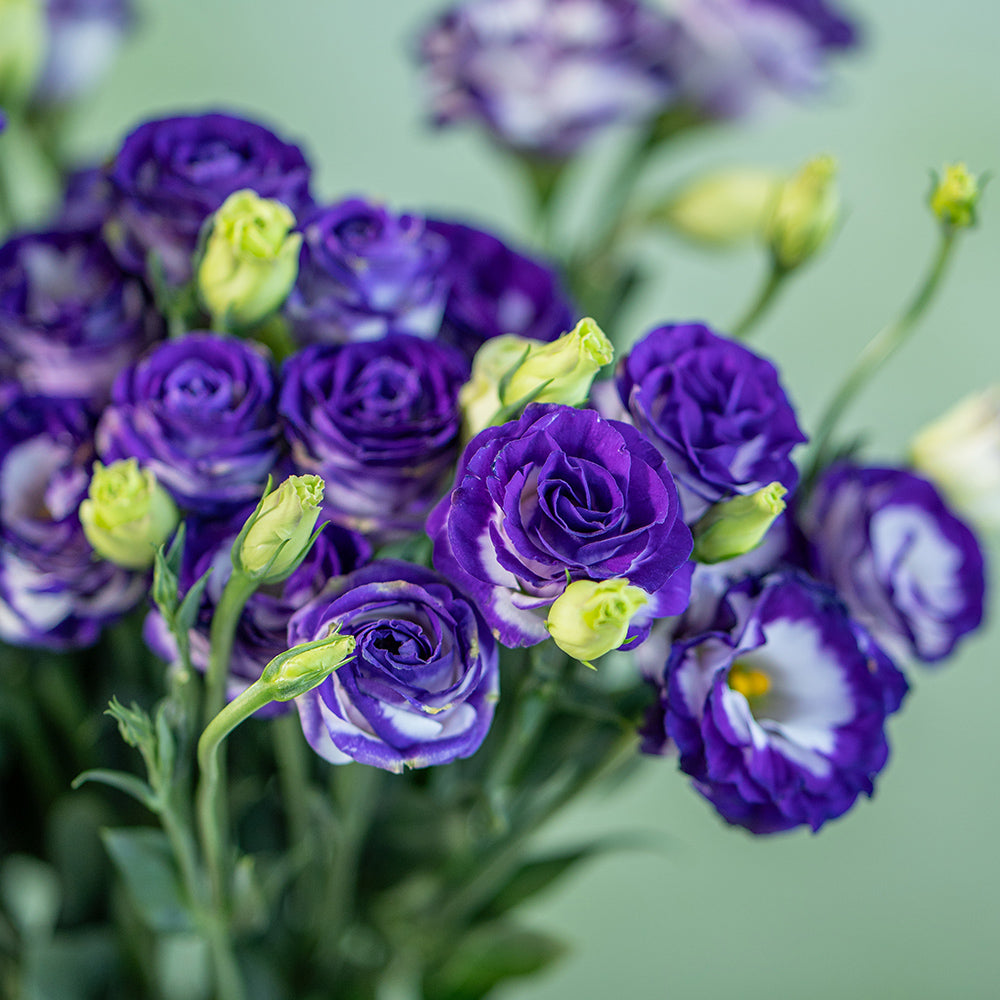洋桔梗~Eustoma