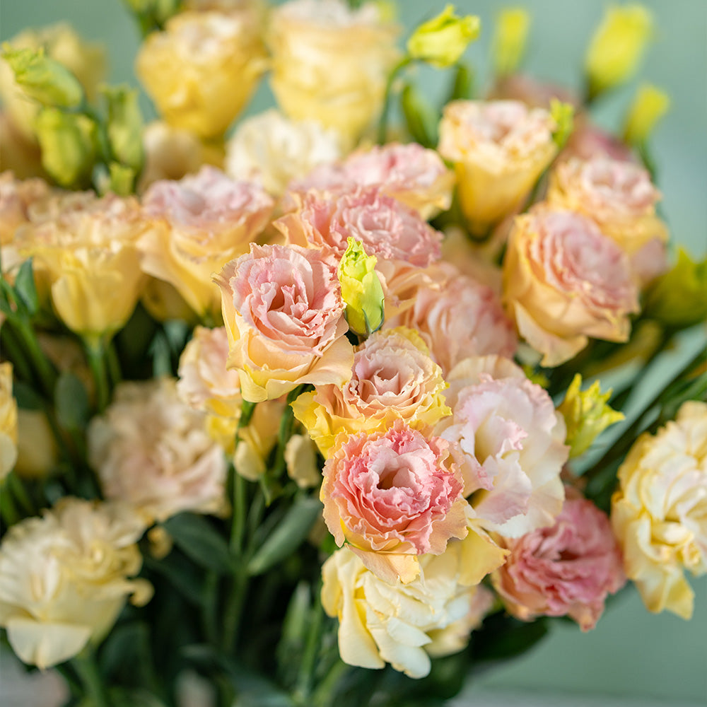 洋桔梗~Eustoma