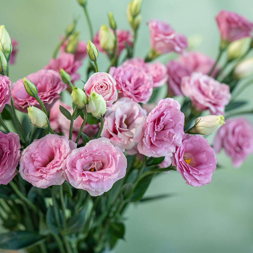 洋桔梗~Eustoma