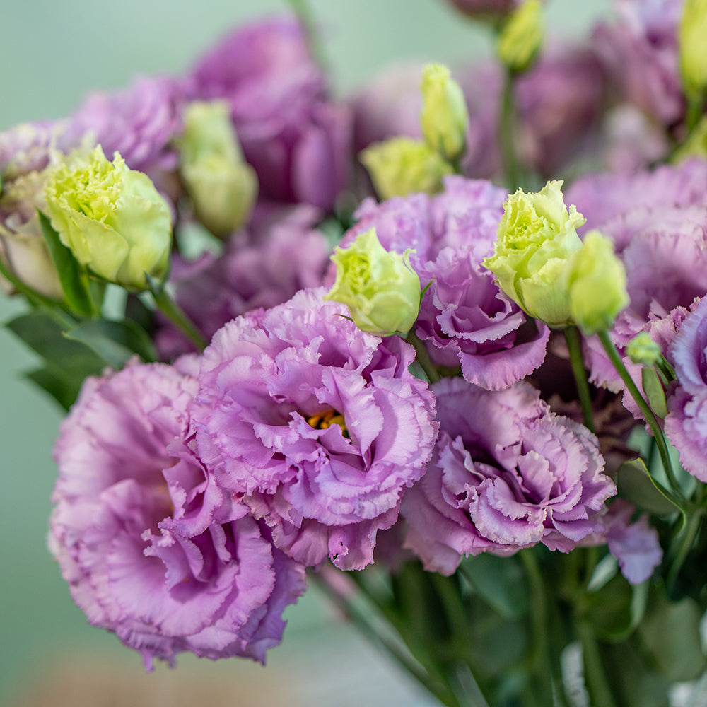 洋桔梗~Eustoma