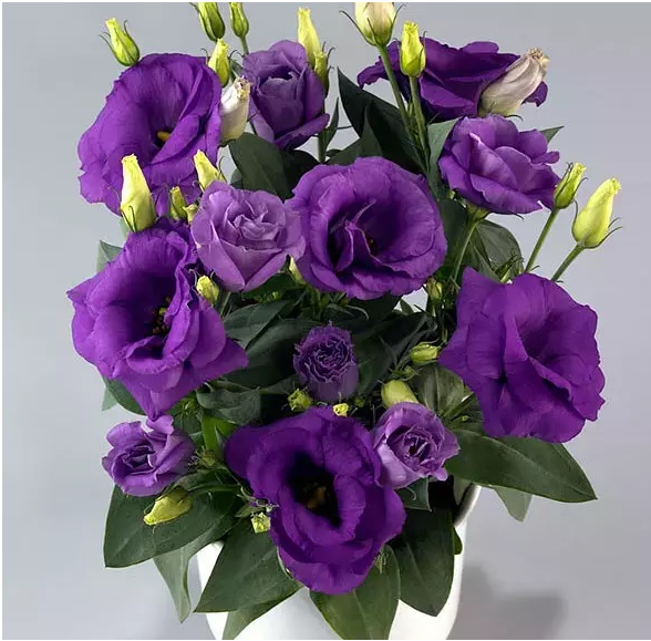 洋桔梗~Eustoma