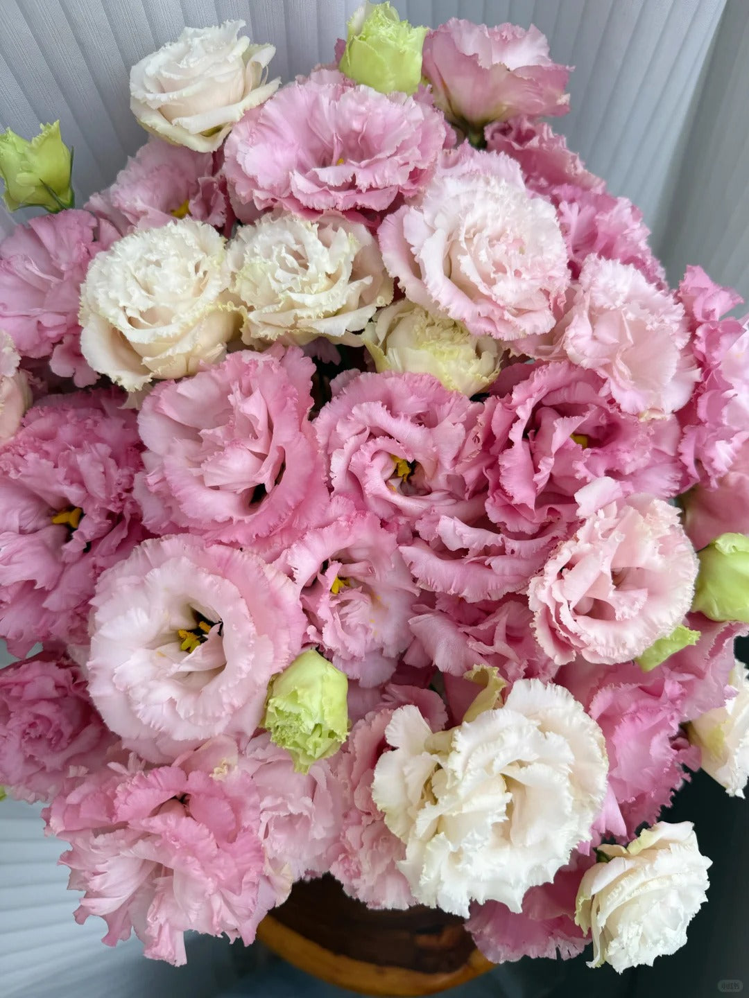 洋桔梗~Eustoma