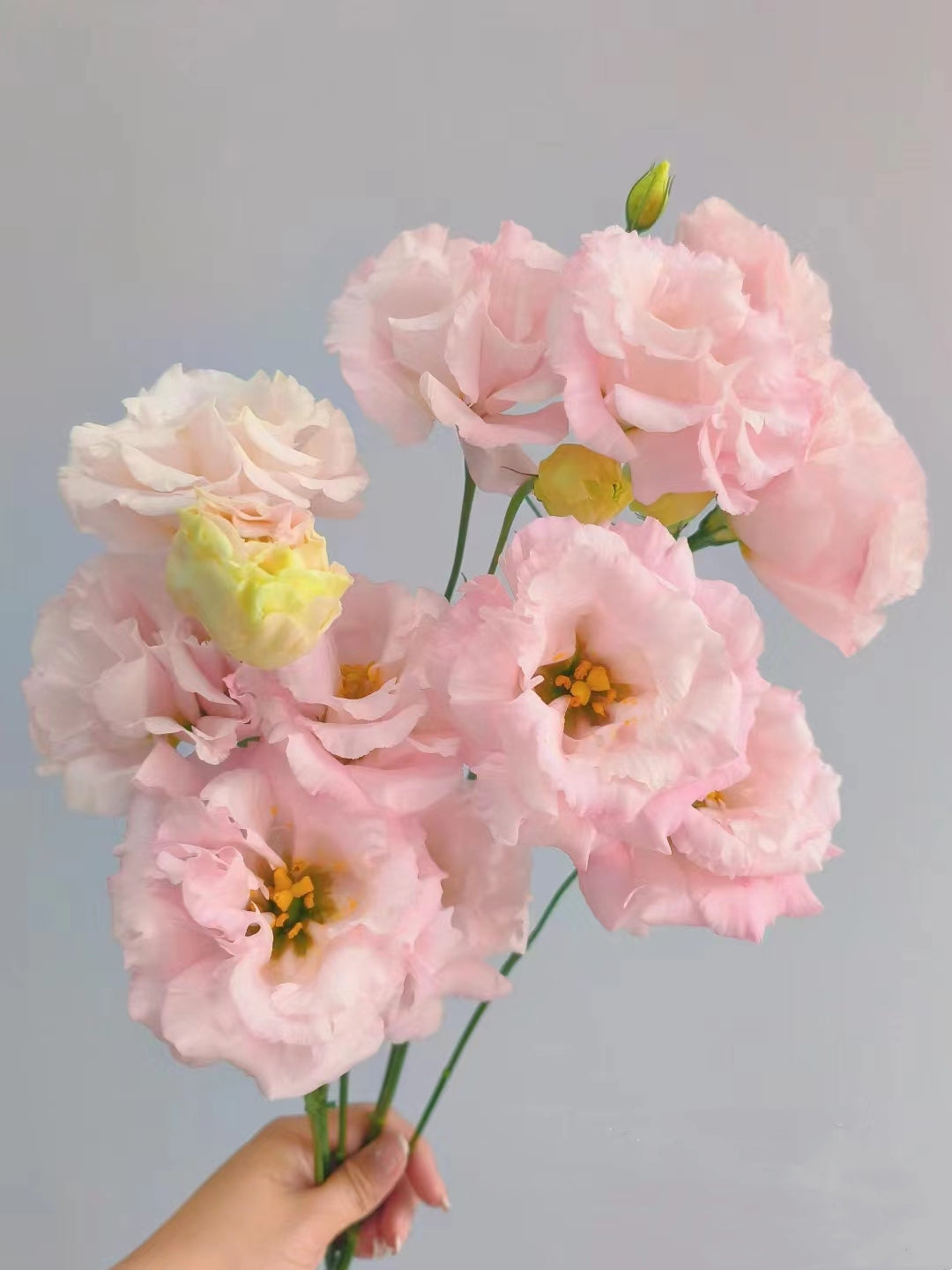 洋桔梗~Eustoma