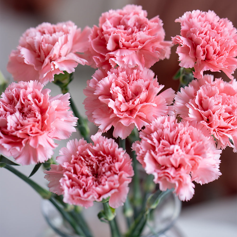 康乃馨 ~Carnation