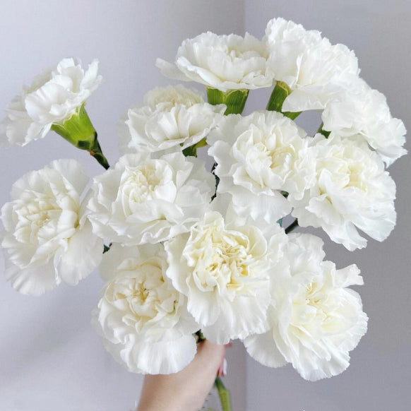 康乃馨 ~Carnation