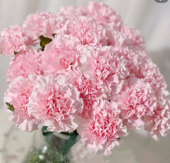 康乃馨 ~Carnation