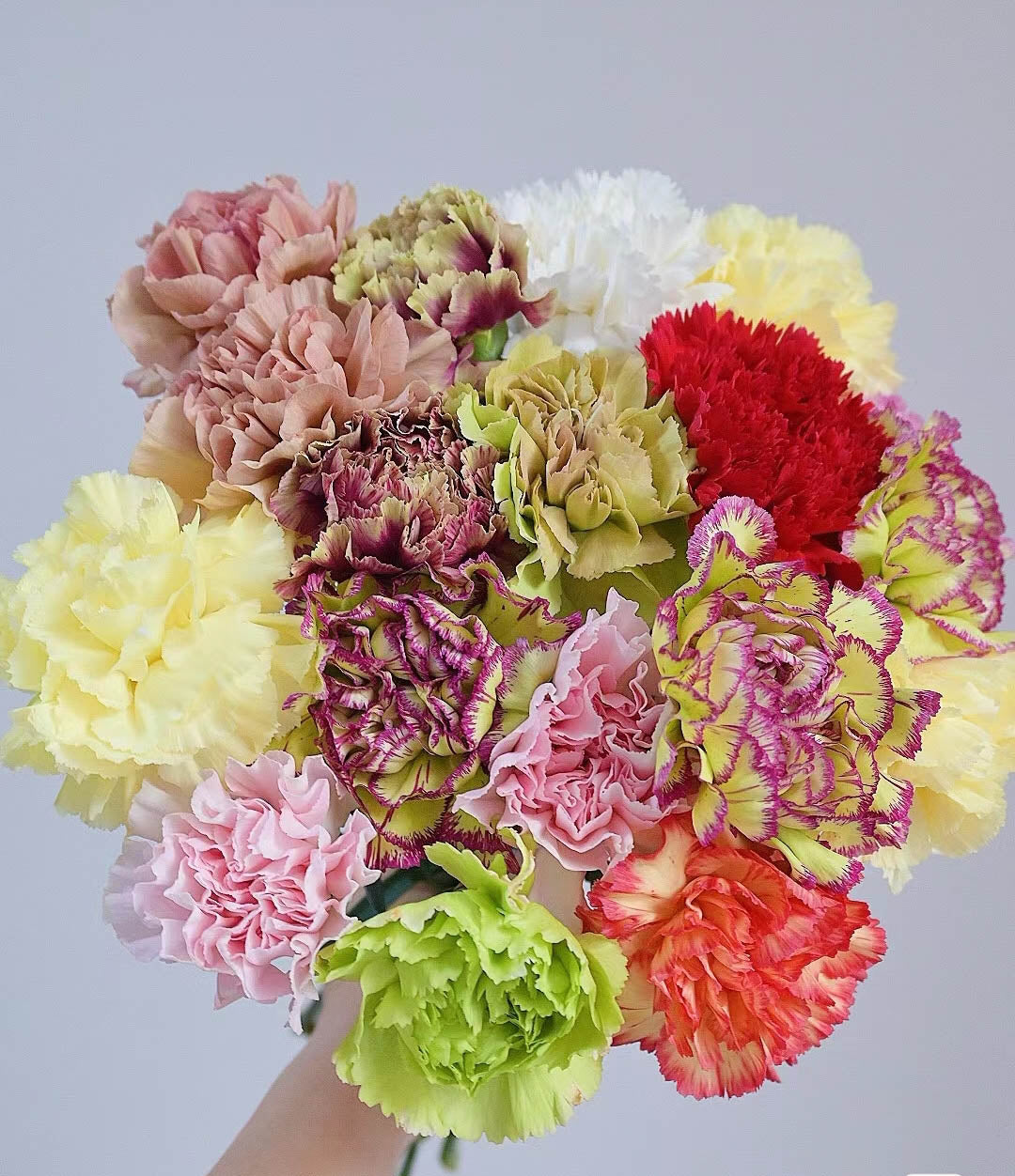 康乃馨 ~Carnation