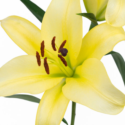 多头黄色百合~   Yellow Lily