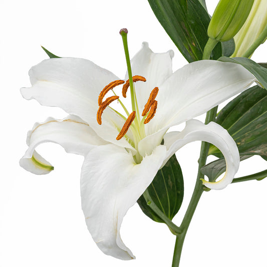 多头白色百合~       White Lily