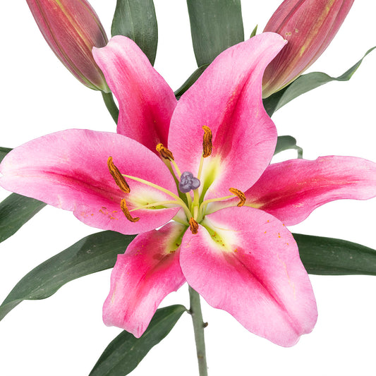 多头粉色百合~Pink Lily