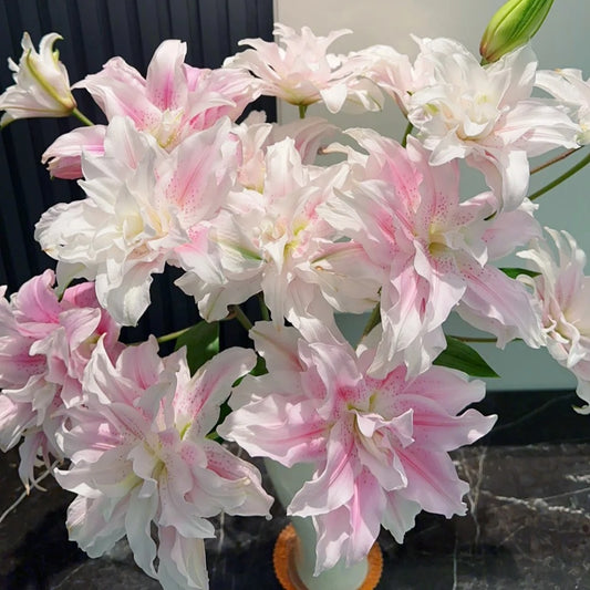 多头重瓣粉百合~Multi Layer Pink Lily
