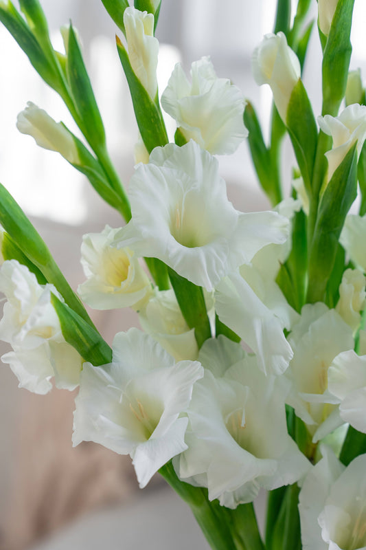 剑兰~Gladiolus