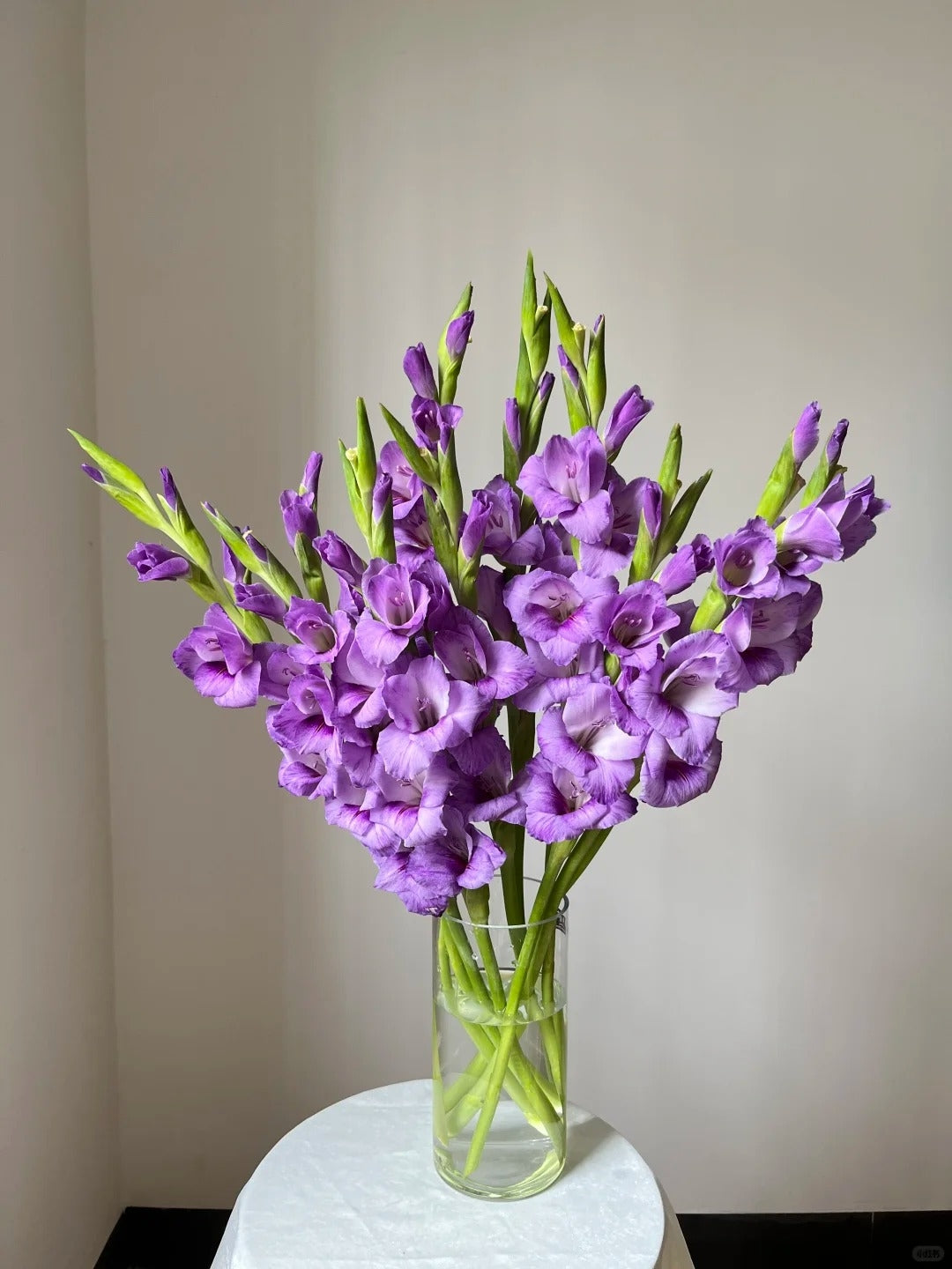剑兰~Gladiolus