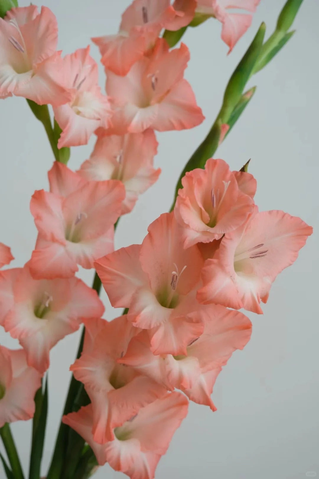 剑兰~Gladiolus