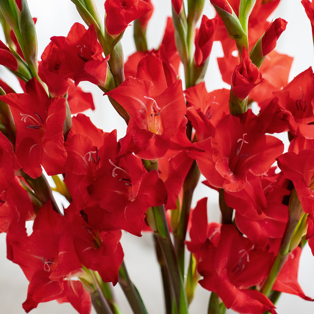 剑兰~Gladiolus