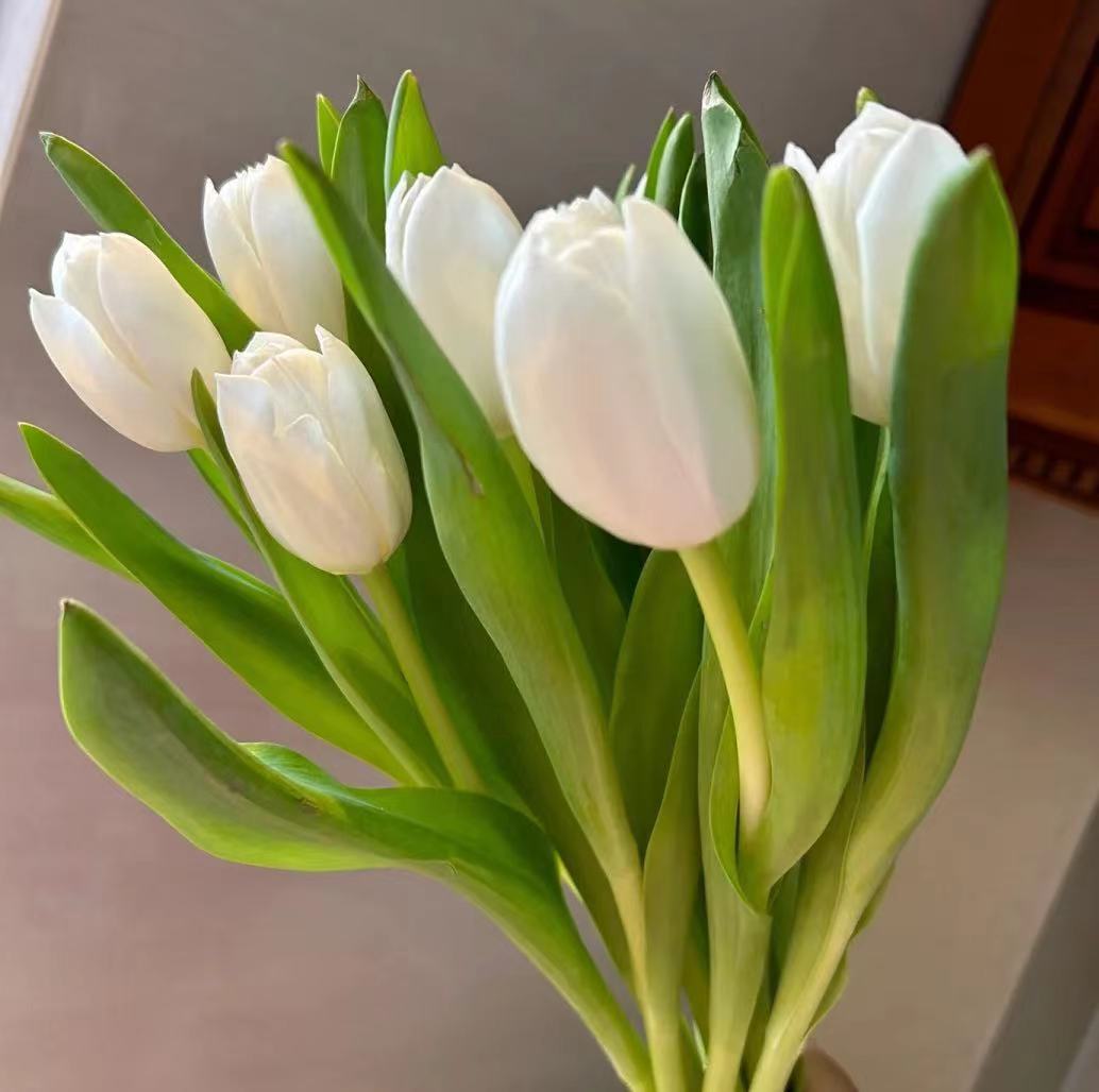 郁金香白色~Tulip (White)