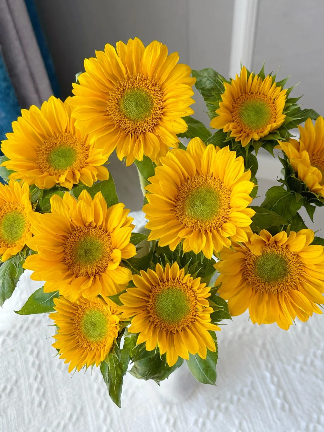 绿心向日葵~(Green) Sunflower