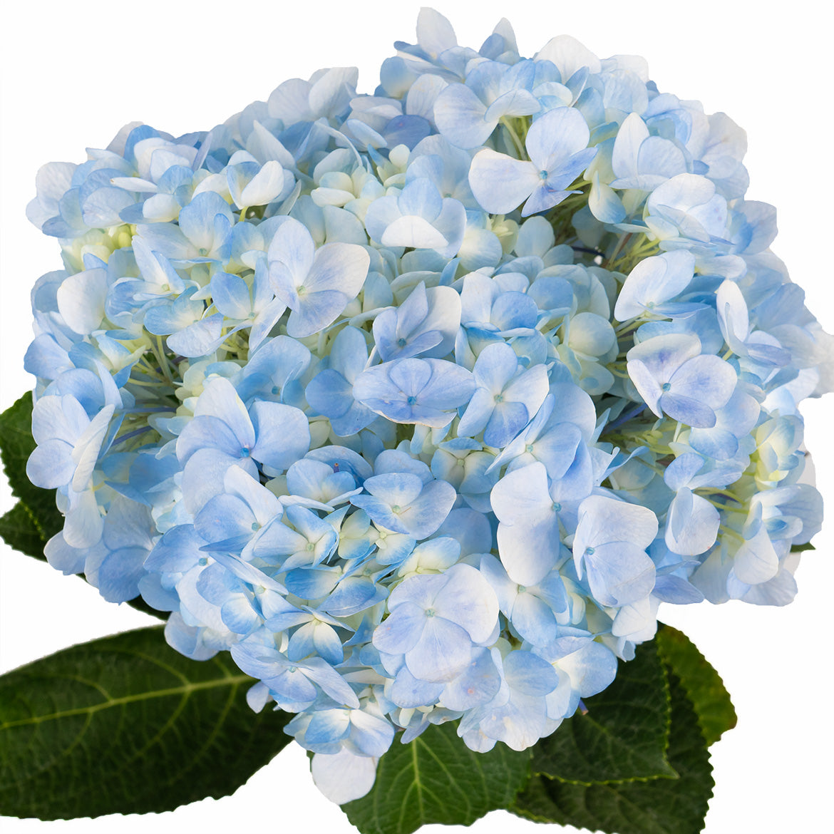 绣球~Hydrangea