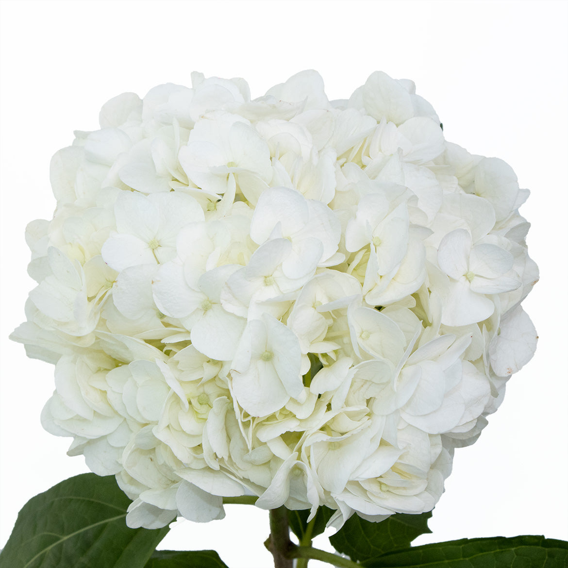 绣球~Hydrangea