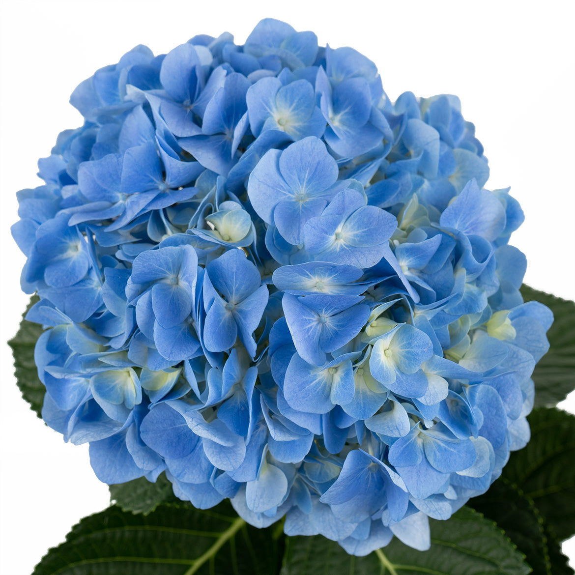 绣球~Hydrangea