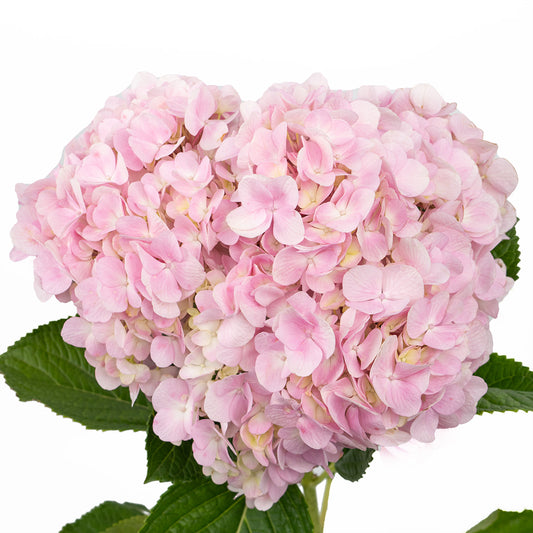 绣球~Hydrangea