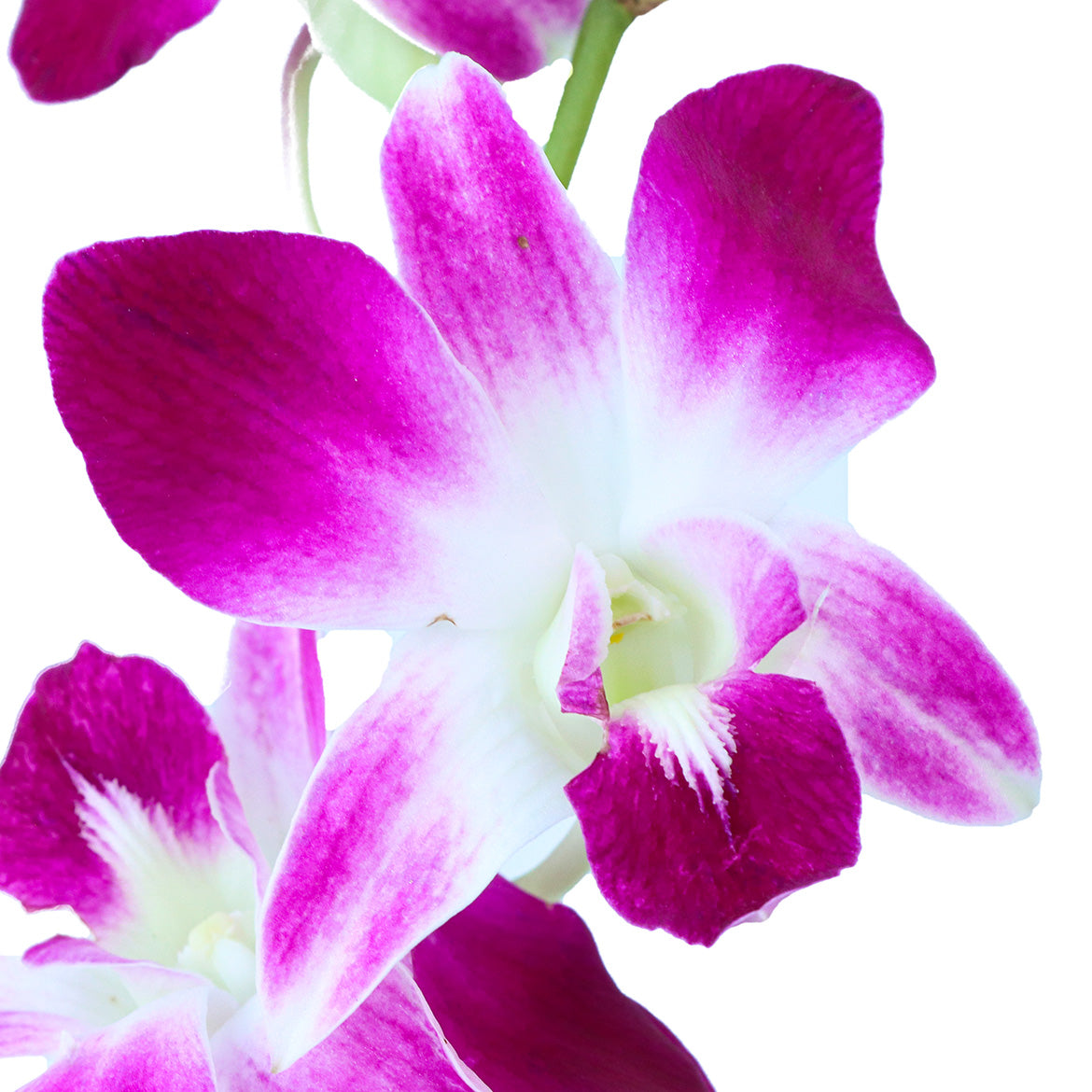 杨兰 ~Orchid