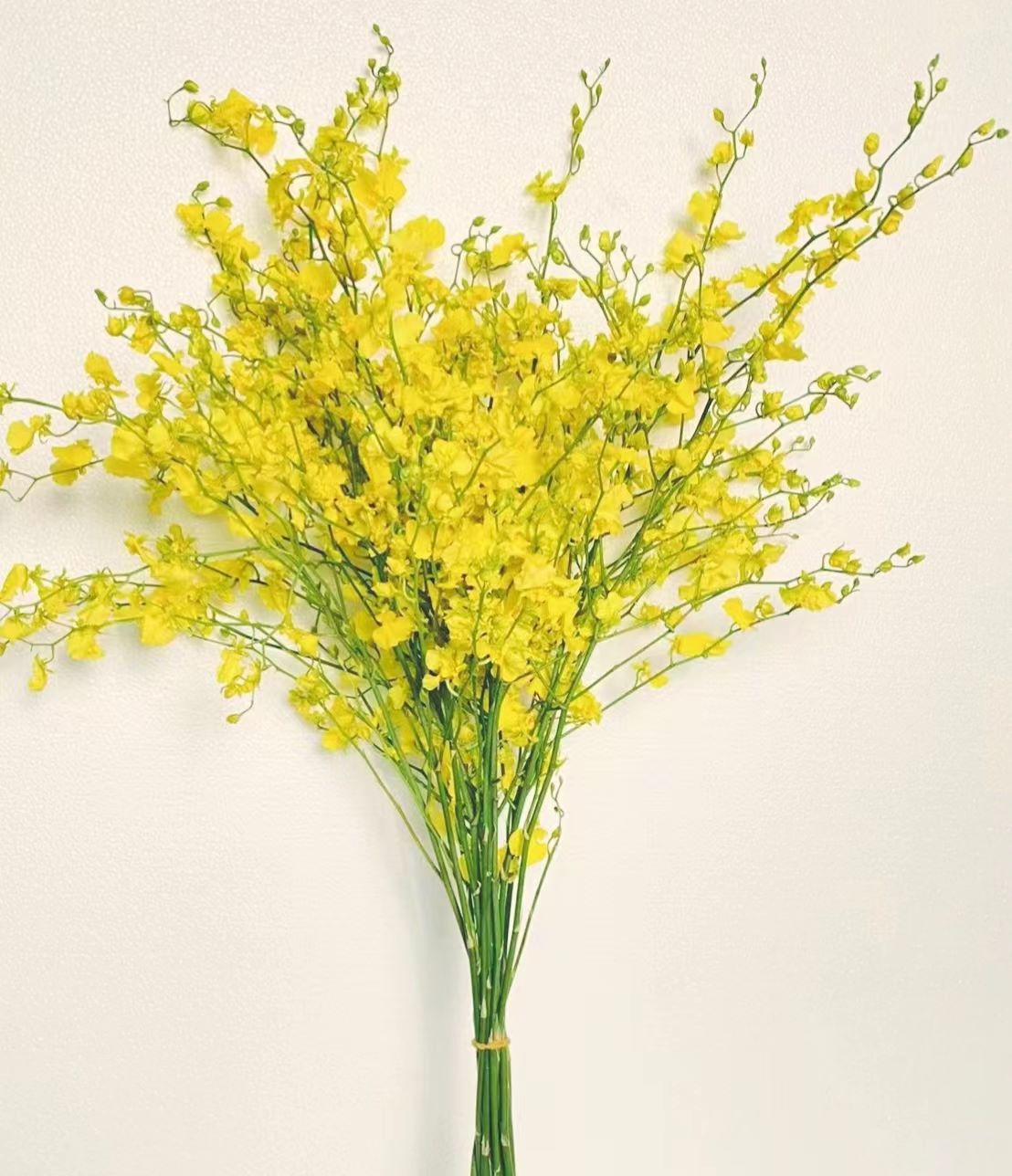 柠檬黄跳舞兰~Dancing Lady Orchid