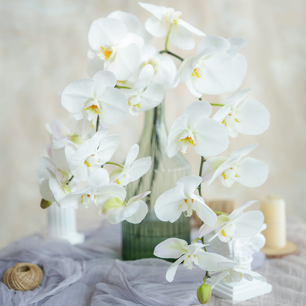 蝴蝶兰（白）~Phalaenopsis