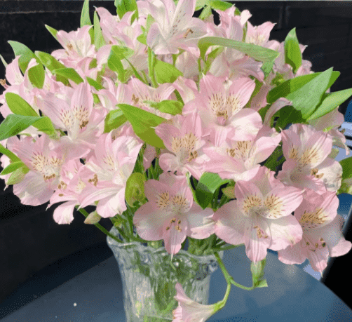 水仙百合~Sea Daffodil