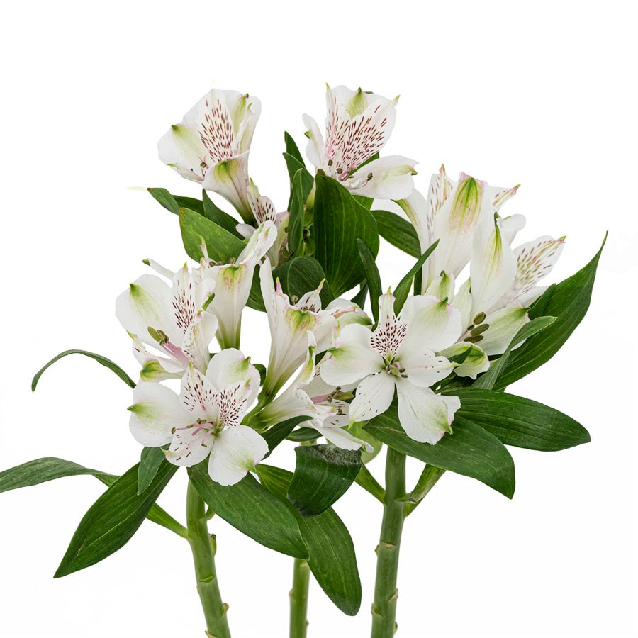 水仙百合~Sea Daffodil