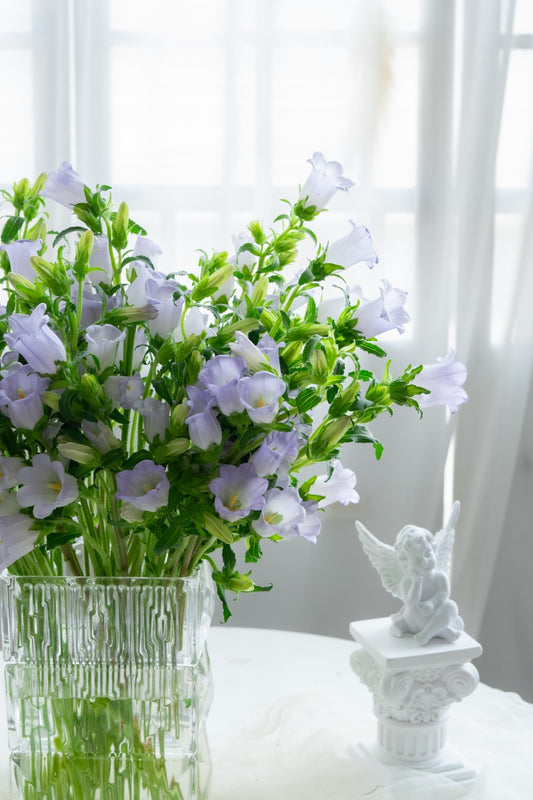 风铃花~Bell Flower