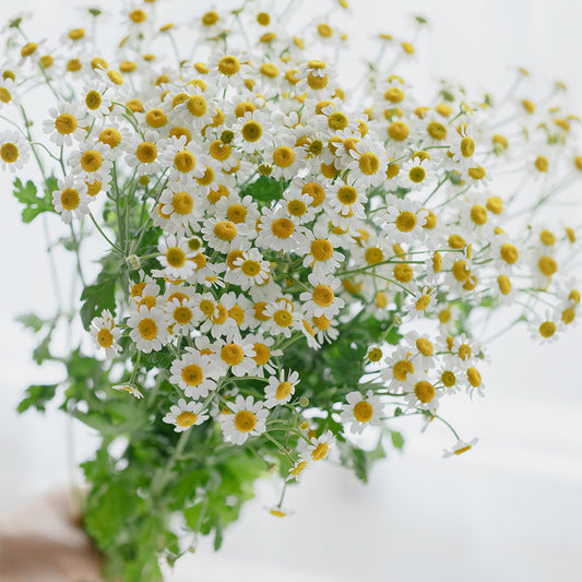 洋甘菊~Chamomile