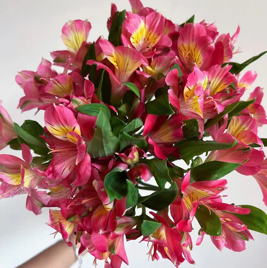 水仙百合~Sea Daffodil