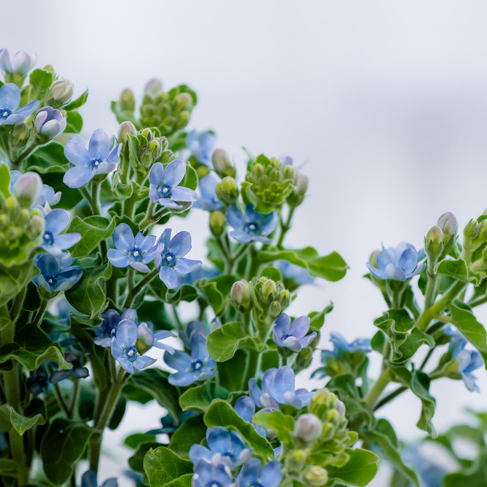 蓝星花~Blue Star
